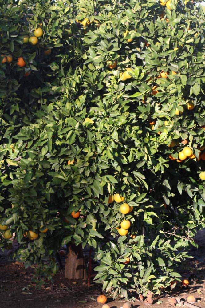            Habit (Valencia Late, Riverside, CA)   